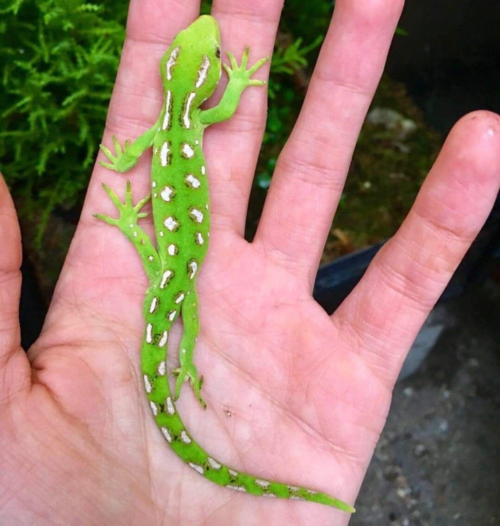 Tech Wrap Gecko Green