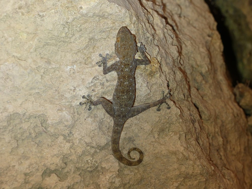 Ptyodactylus ruusaljibalicus