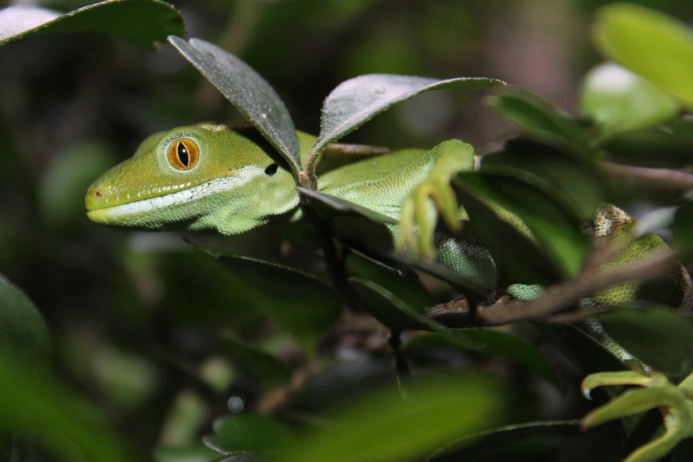 Naultinus Gecko