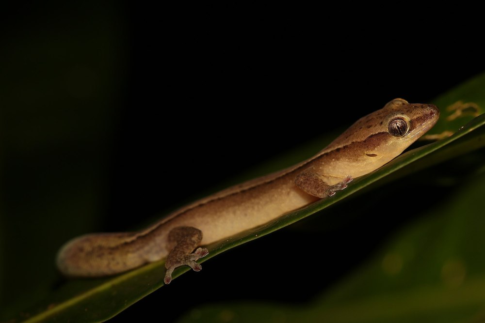 Dactylocnemis pacificus