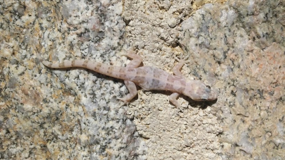 Phyllodactylus europaeus