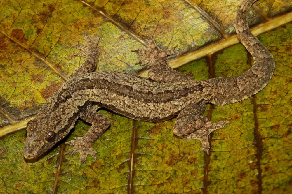 Hemidactylus platyurus