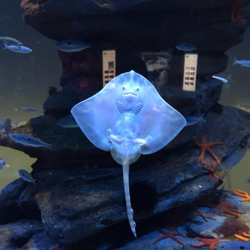 Baby Stingray