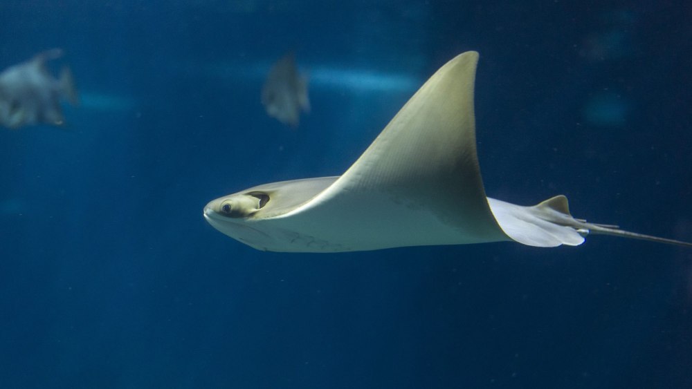 Javanese Cownose ray
