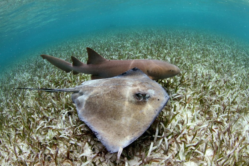 Скат морская лисица в черном море