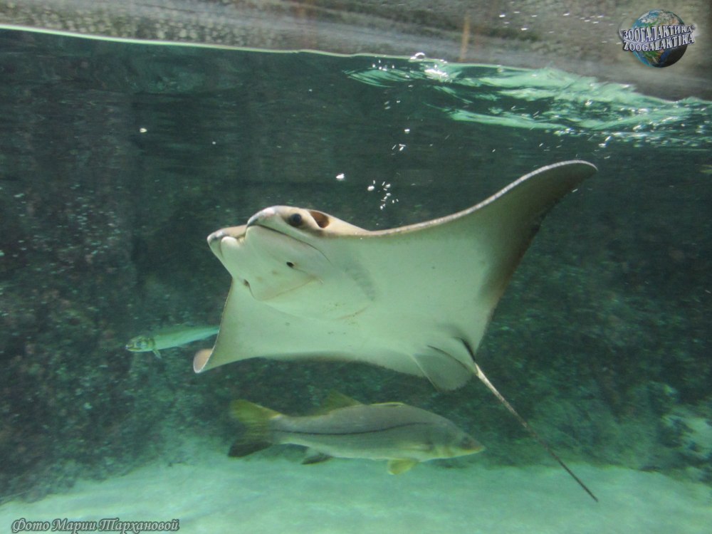Rhinoptera bonasus