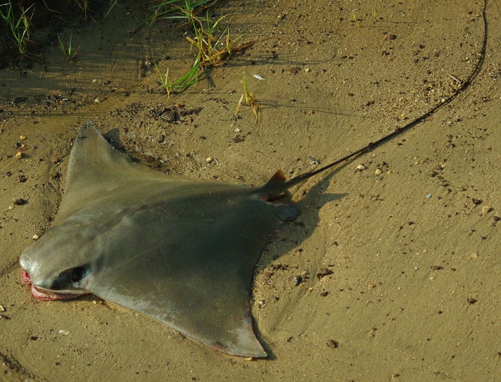 Rhinoptera bonasus