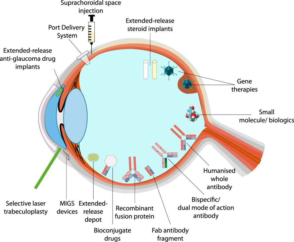 Eye structure