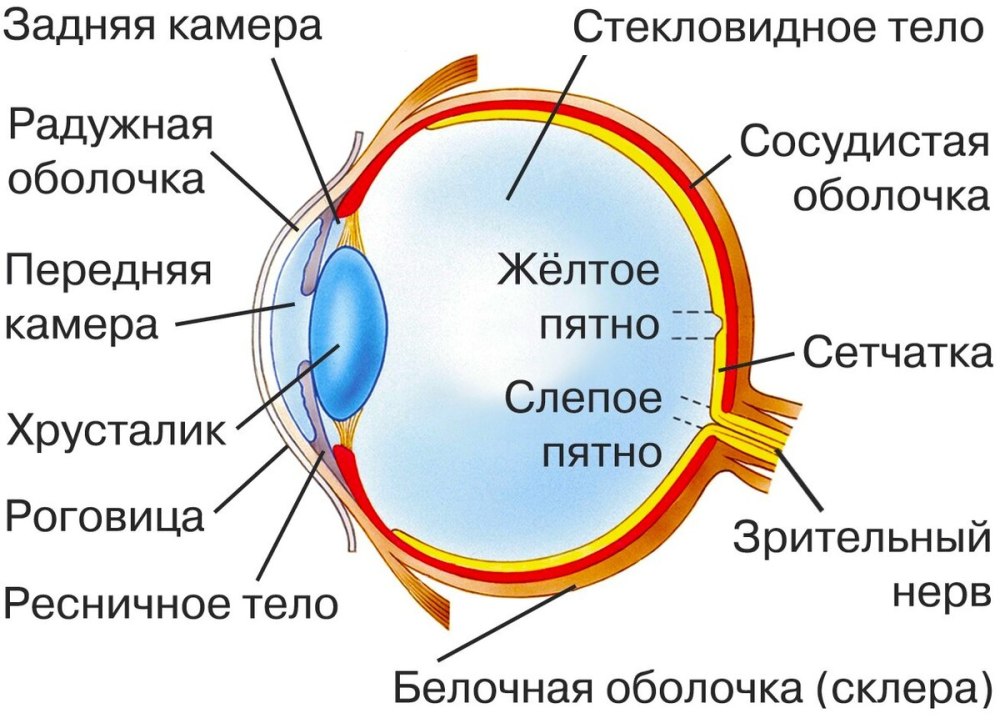 Строение глаза сбоку