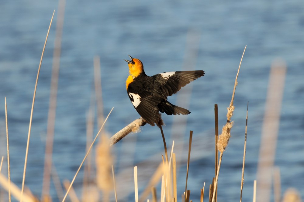 Трупиал желтоголовый (xanthocephalus xanthocephalus)