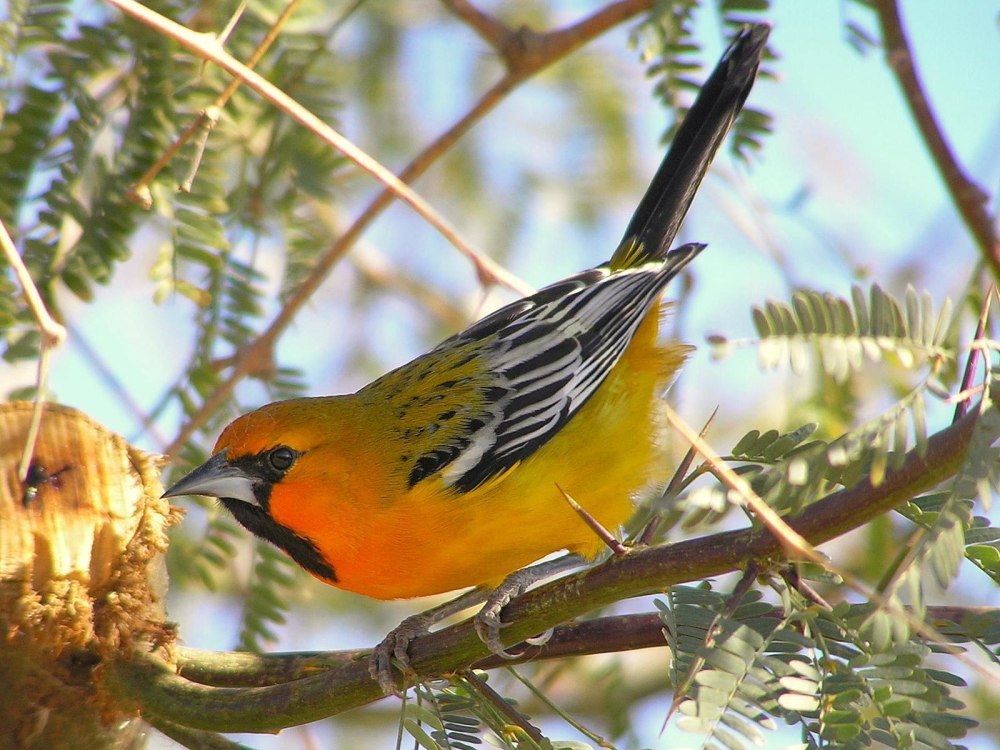 . Icterus pustulatus