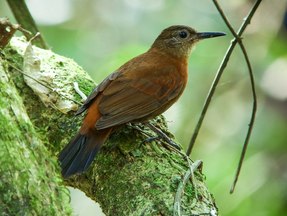Cratoavis Cearensis