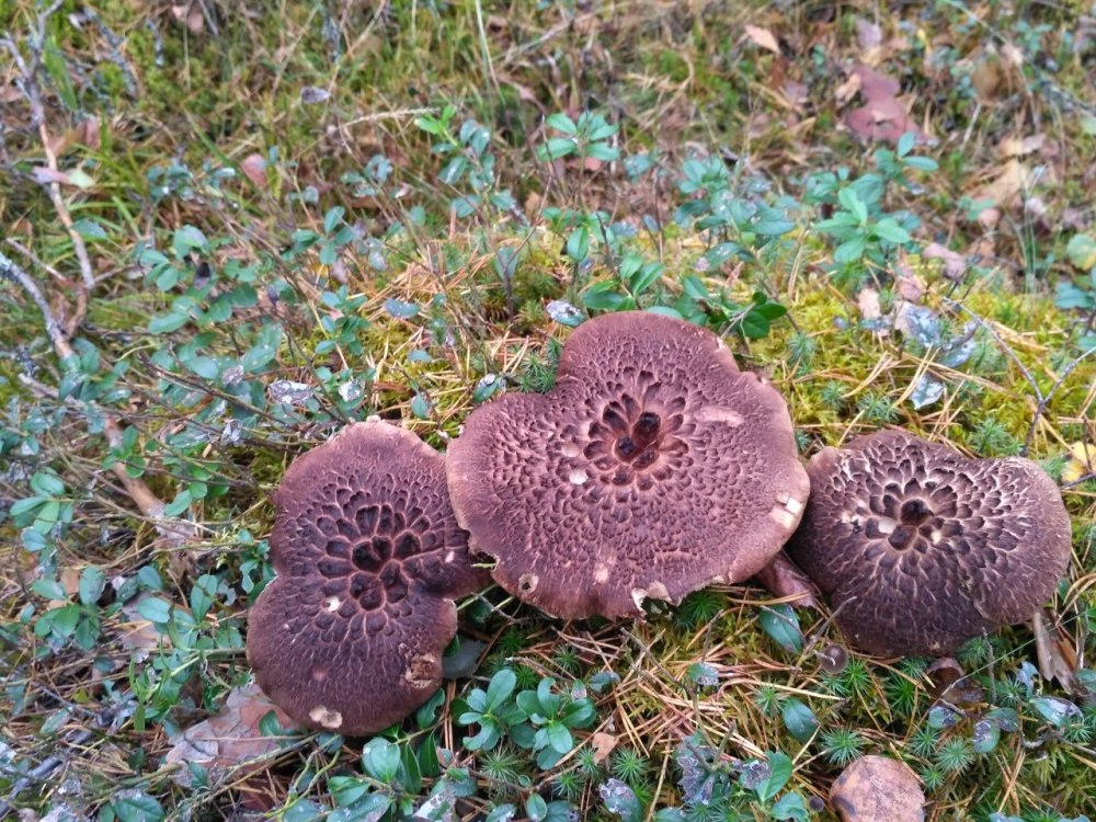 Sarcodon imbricatus
