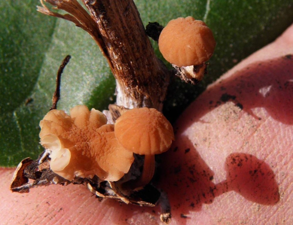 Leptocylindrus mediterraneus