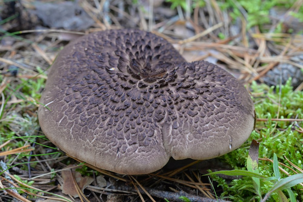 Sarcodon squamosus
