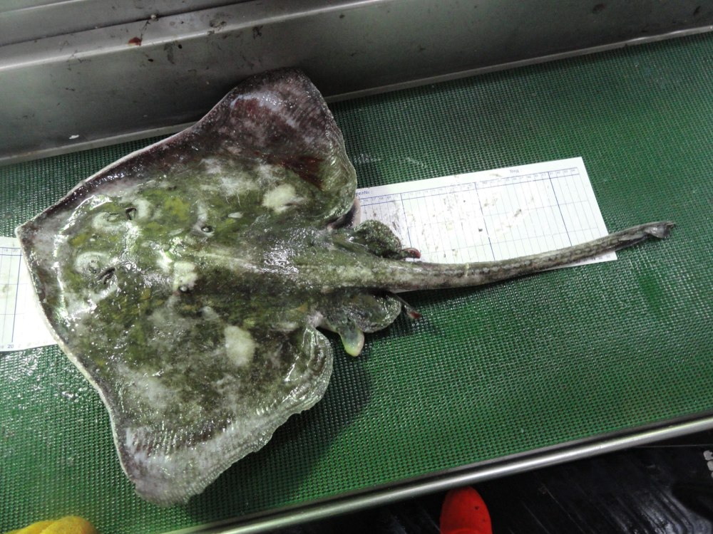 Пятнистый Скат Bathyraja maculata