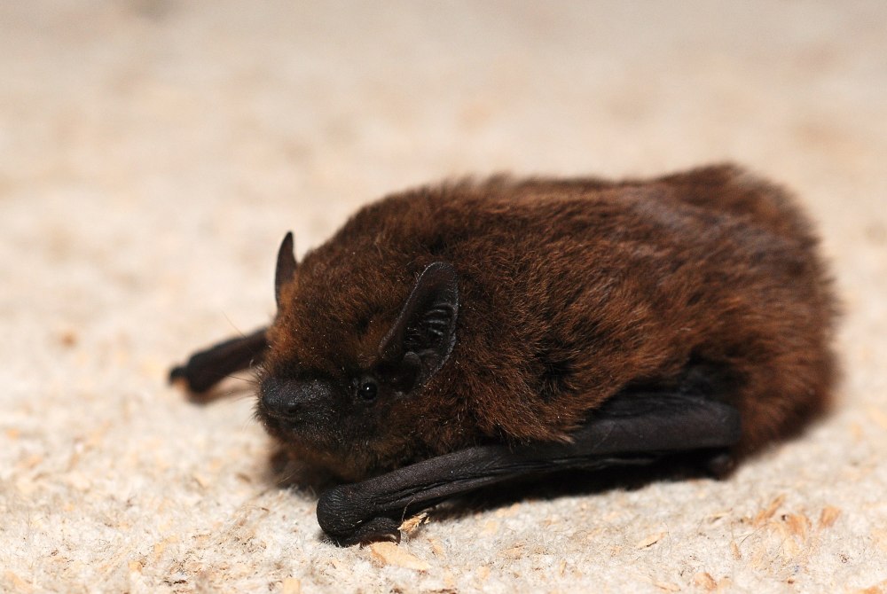 Нетопырь-карлик pipistrellus pipistrellus