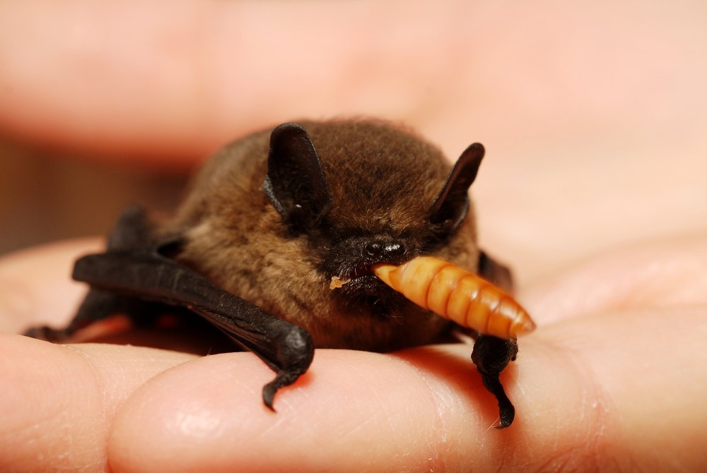Нетопырь-карлик pipistrellus pipistrellus
