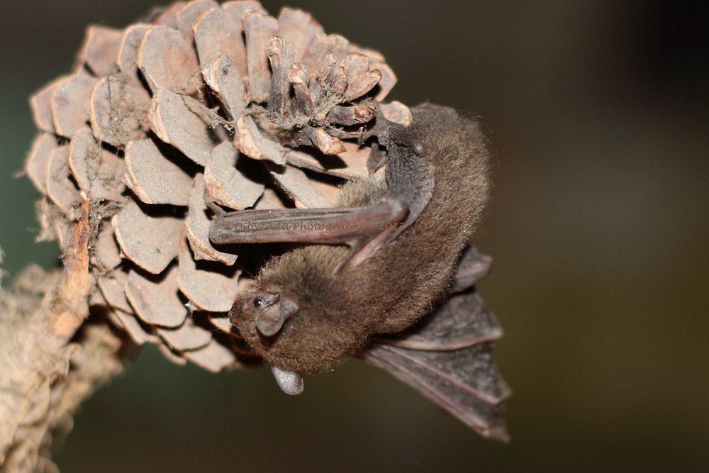 Pipistrellus endoi
