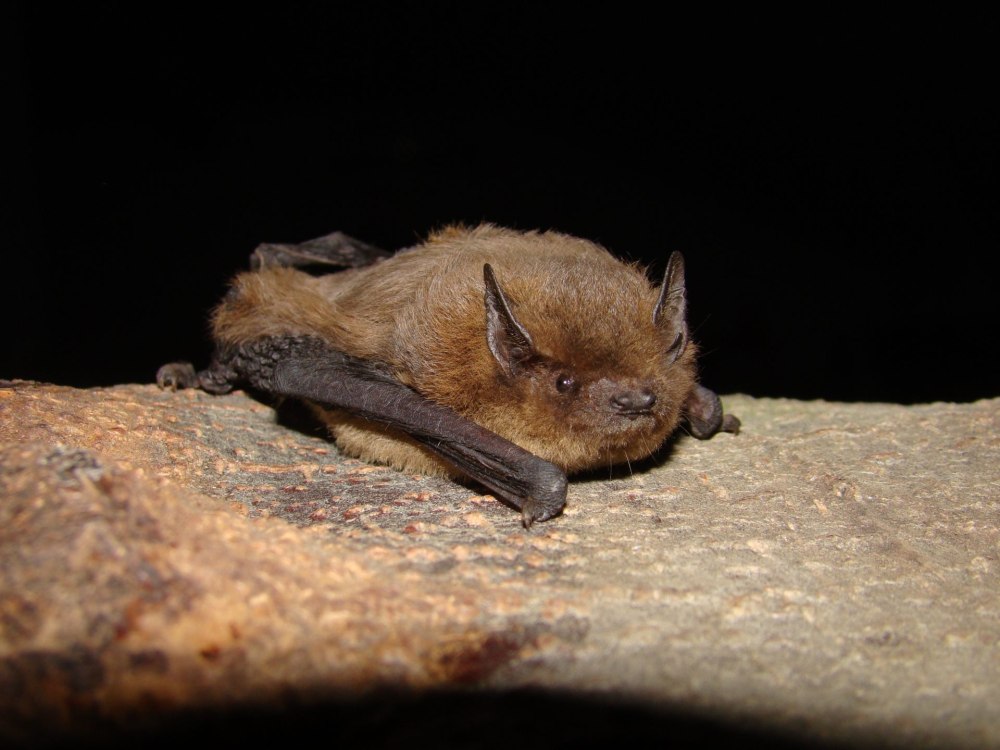 Pipistrellus pipistrellus на дереве
