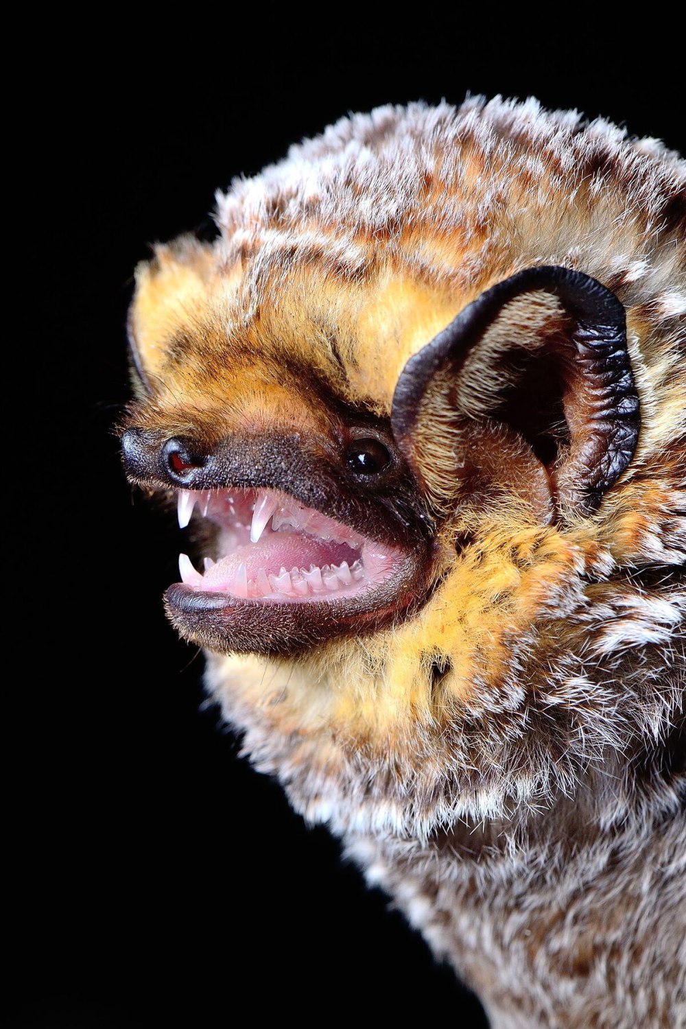 Lasiurus cinereus