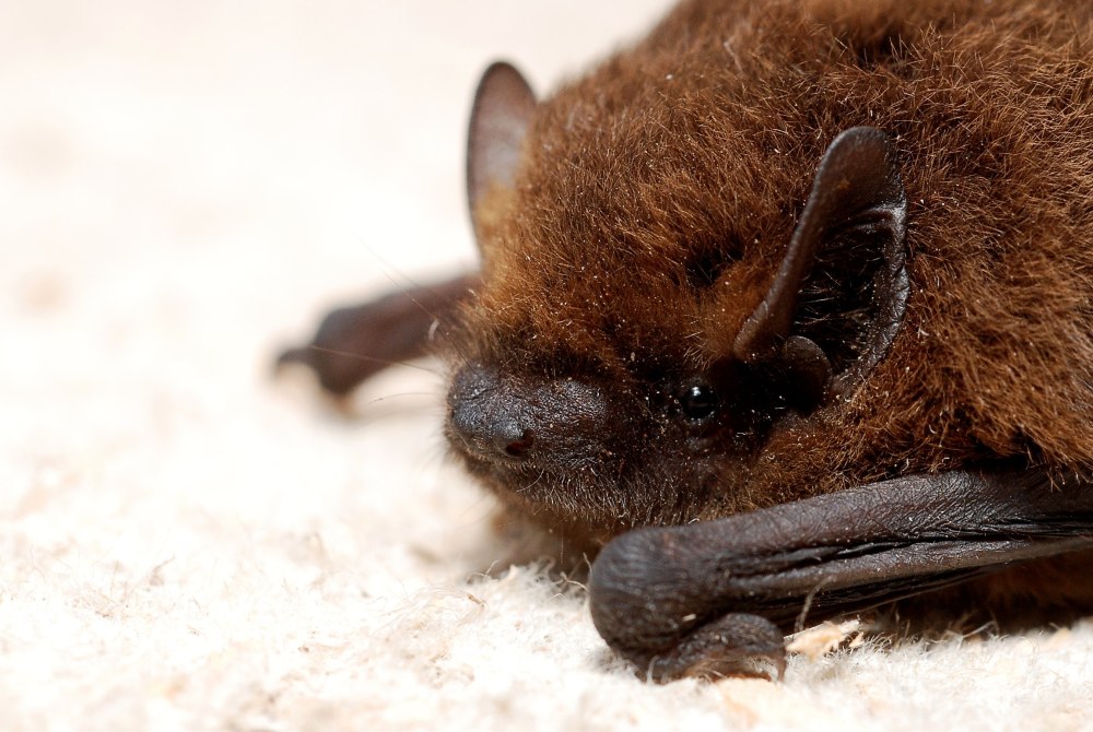 Нетопырь-карлик pipistrellus pipistrellus