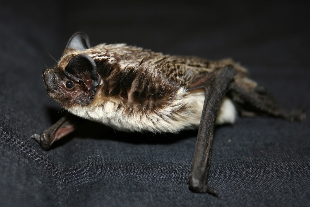 Двухцветный кожан (Vespertilio murinus (Linnaeus, 1758))