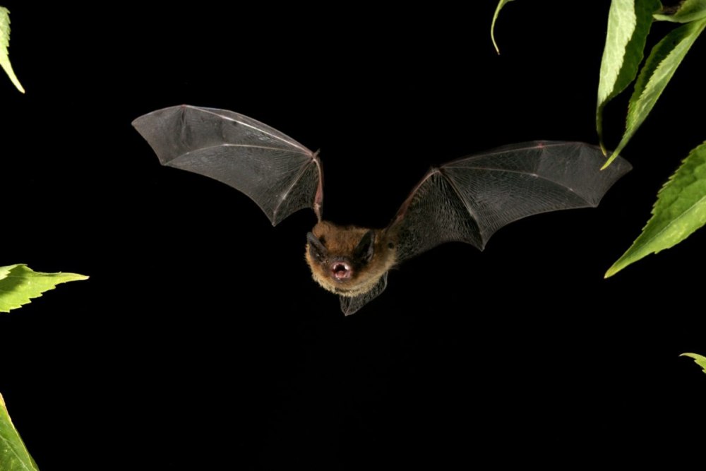 Fledermaus 303