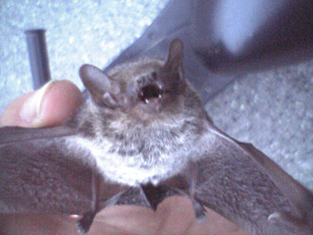 Pipistrellus ABRAMUS
