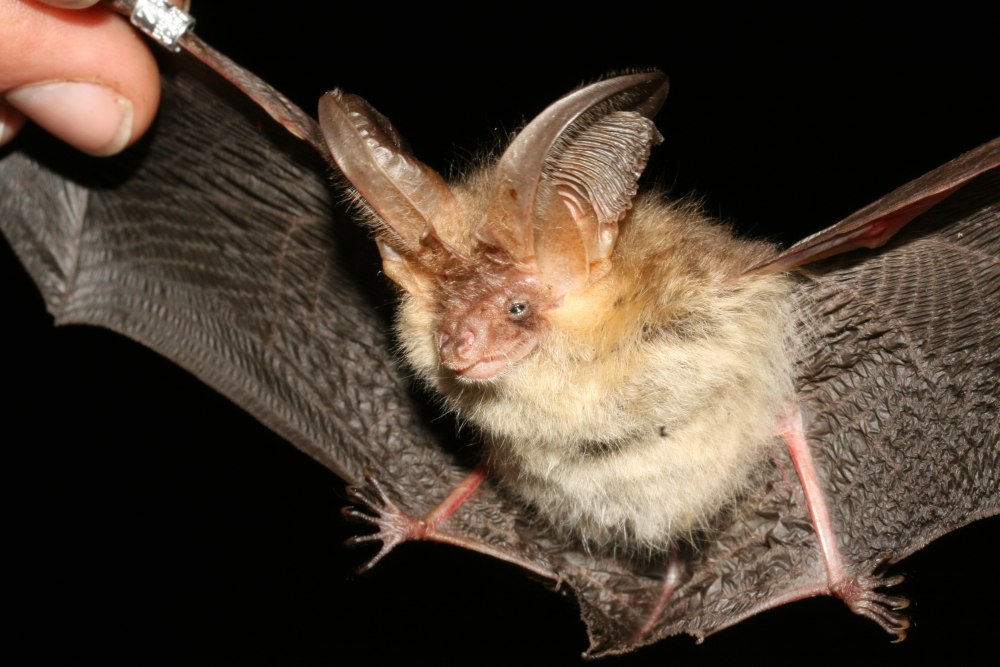 Plecotus auritus