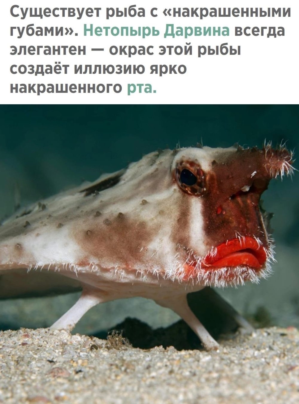 Морской нетопырь рыба