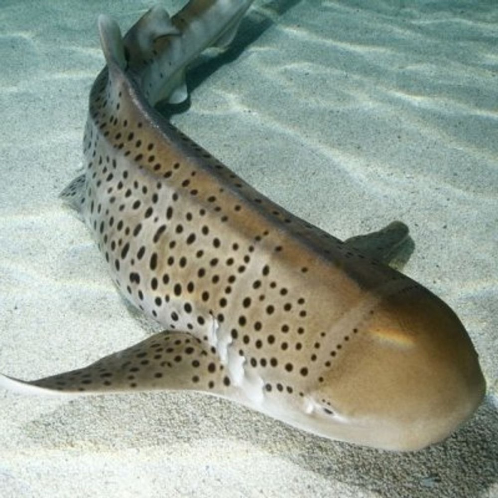 Зебровая акула (Stegostoma fasciatum)