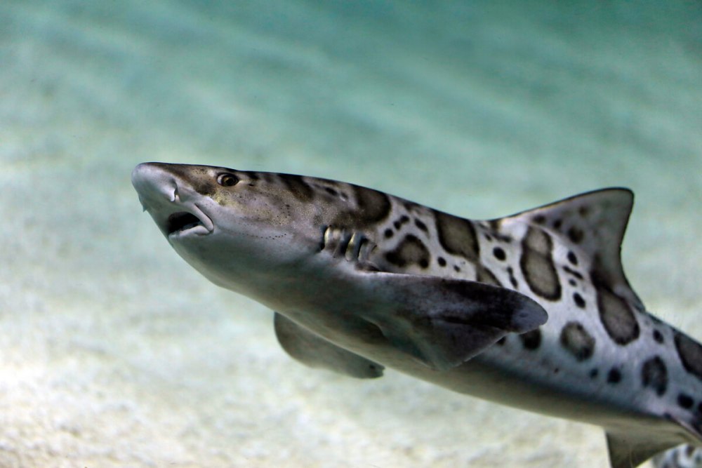 Ground Shark