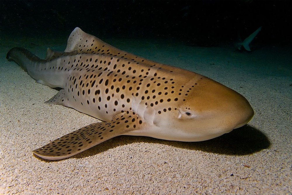 Stegostoma fasciatum