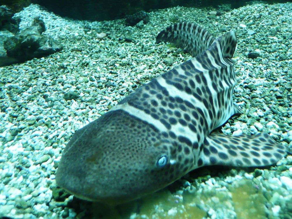 Stegostoma fasciatum