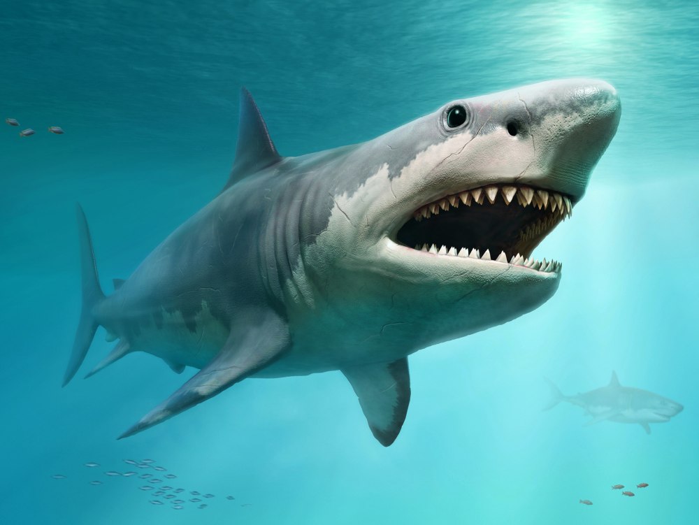 Carcharodon Megalodon