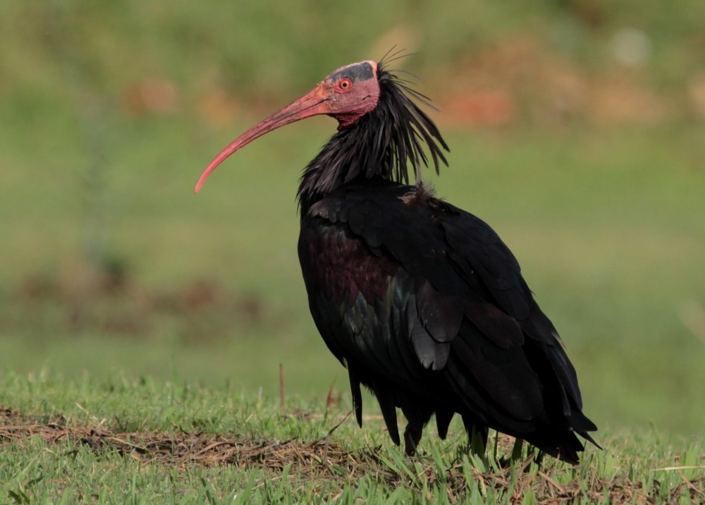 Лесной Ибис птица