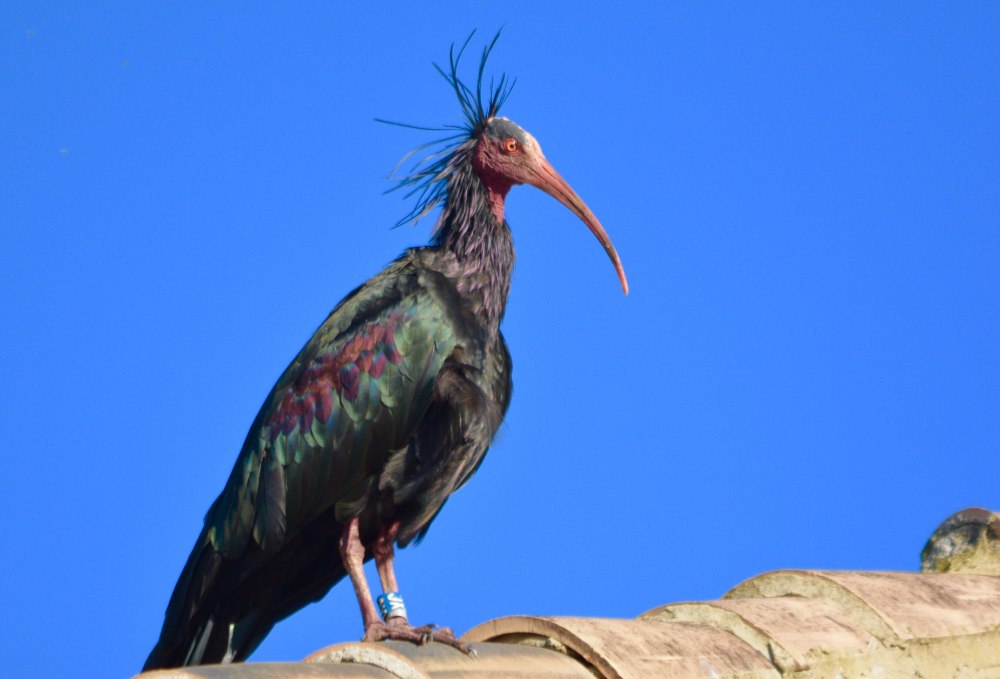 Краснощекий Ибис