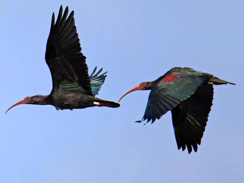 Лесной Ибис в полете