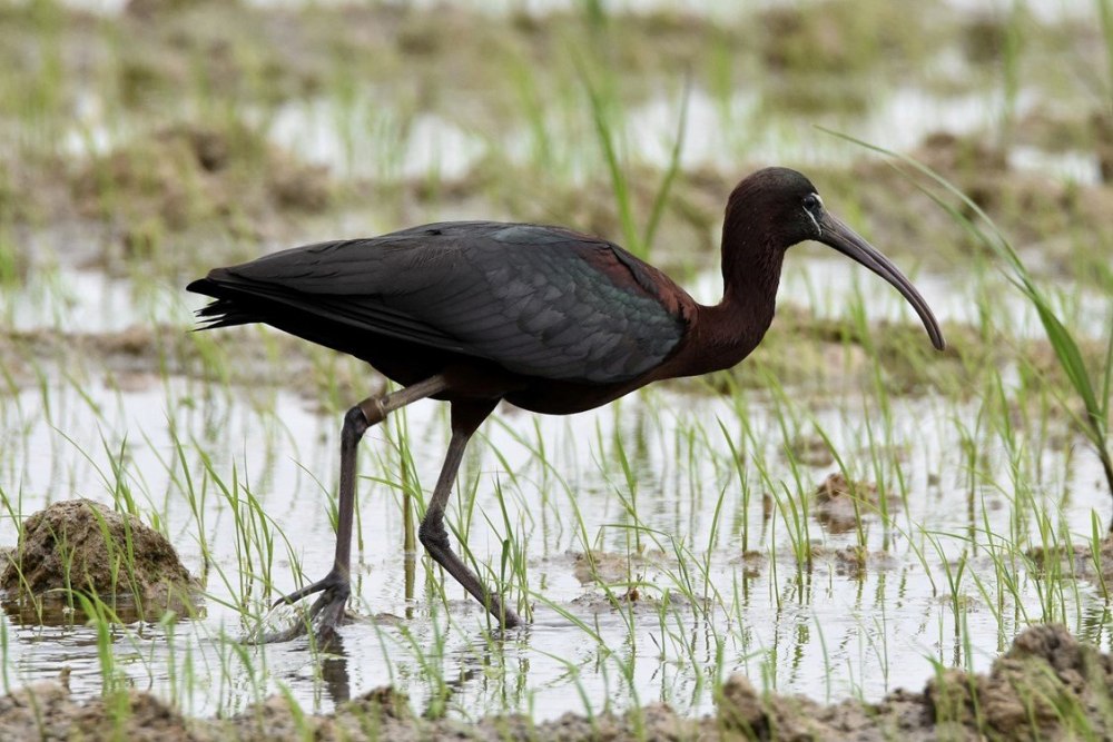 Ибис Каравайка