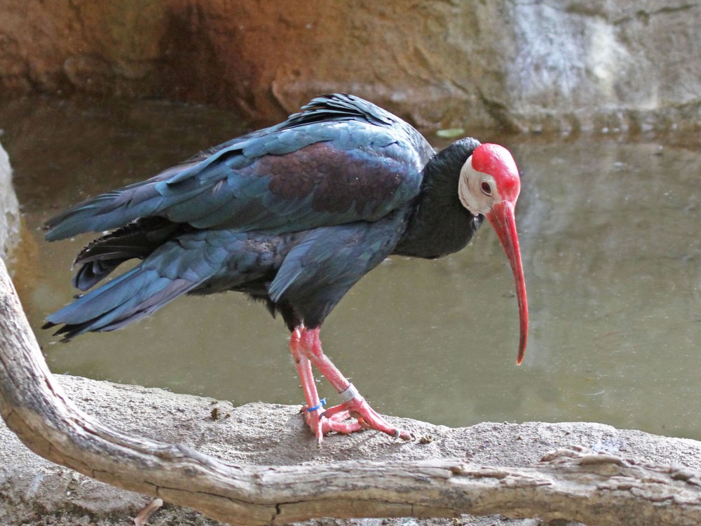 Лысый Ибис в Лесото