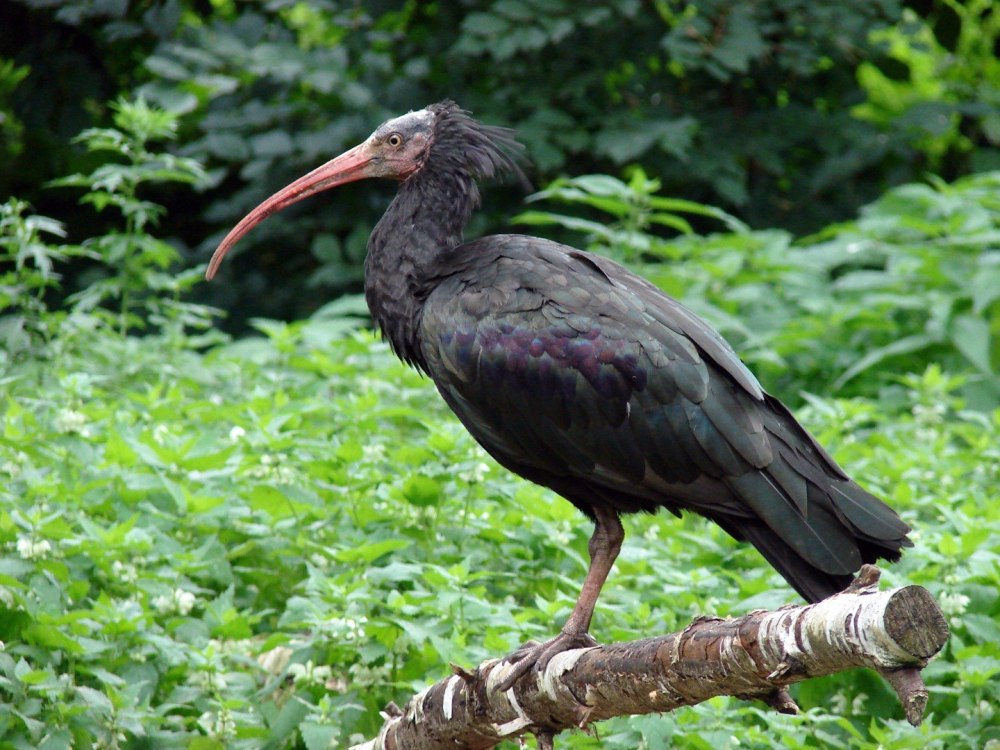 Thaumatibis gigantea