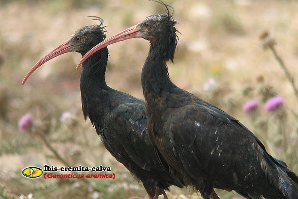 Лесной Ибис в гнезде