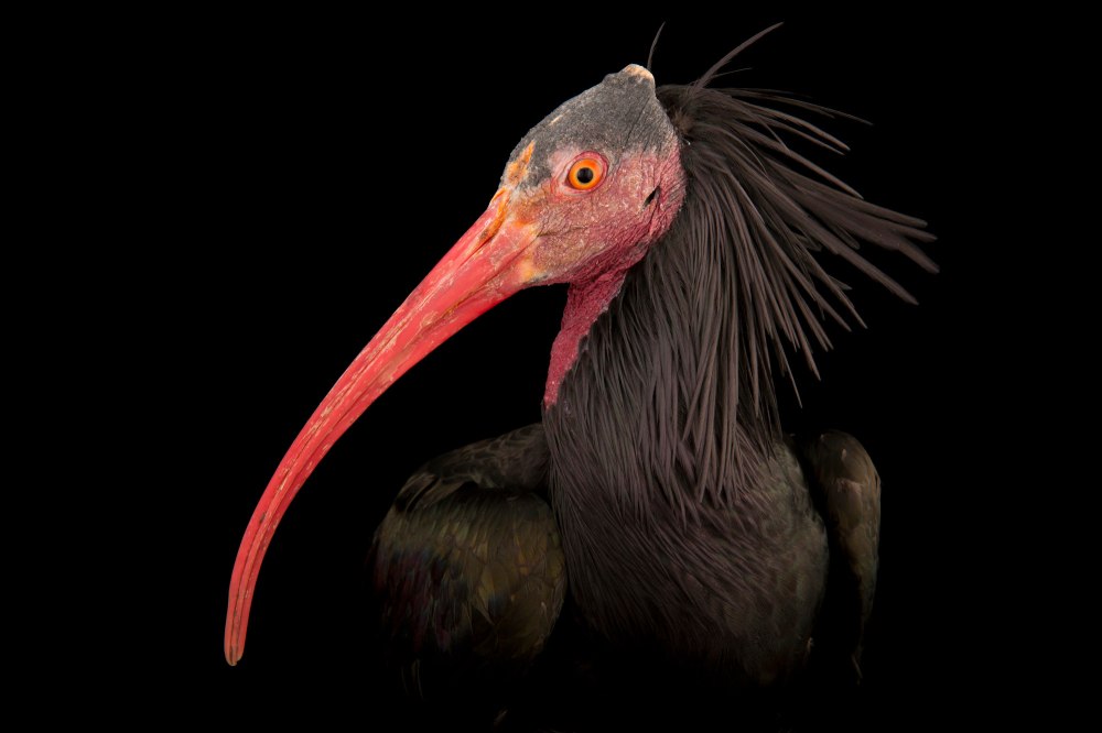 Ибис страшный