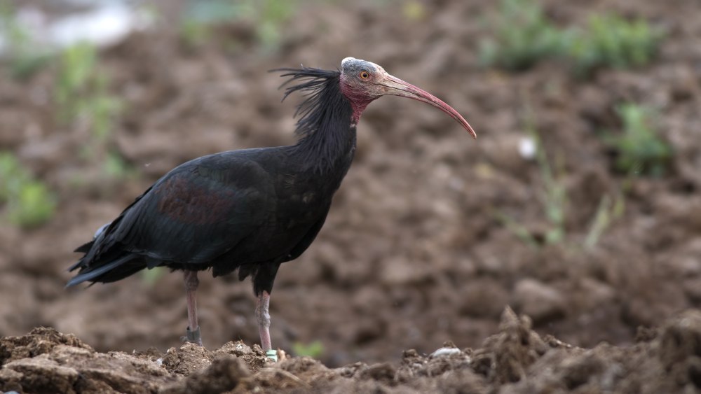 Ибис Андский