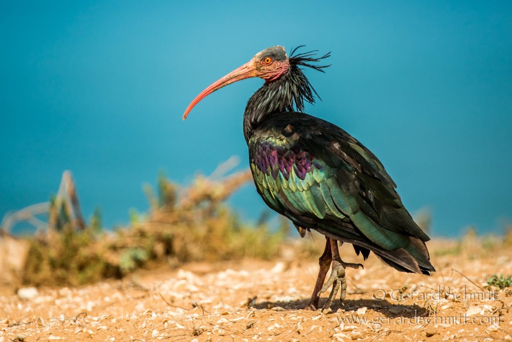 Лесной Ибис (Northern bald ibis)