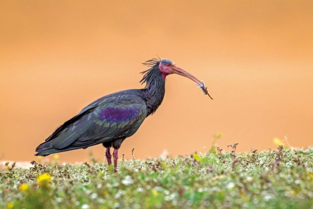 Северный лысый Ибис