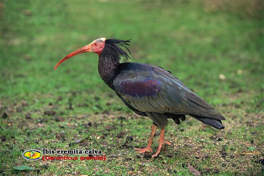 Bald ibis with small beak