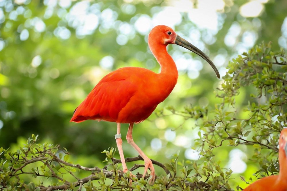 Египетская птица Ибис