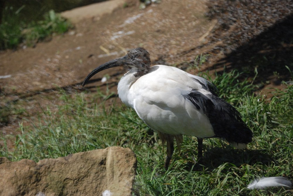 Болотные птицы чёрно-белого оперения